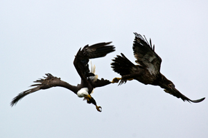Bald Eagle